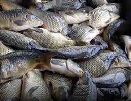 Фото 2. Продаём малька живой рыбы оптом от 100 кш.; толстолобик, белый амур