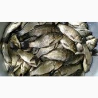 Продаём малька живой рыбы оптом от 100 кш.; толстолобик, белый амур