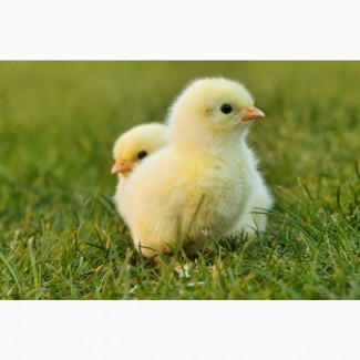 Продам суточных цыплят-бройлеров, мясо-яичных цыплят