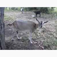 Продам дійні кози, козлики альпійська і заанеська породи