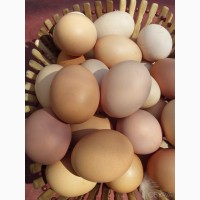Куплю яйця домашні