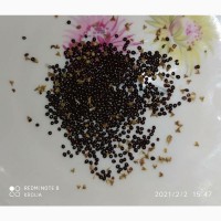 Амарант (семена 0, 5г) 5 грн