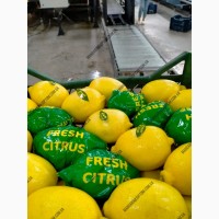 Продаем лимон сорта Интердонато (прямой импорт из Турции)