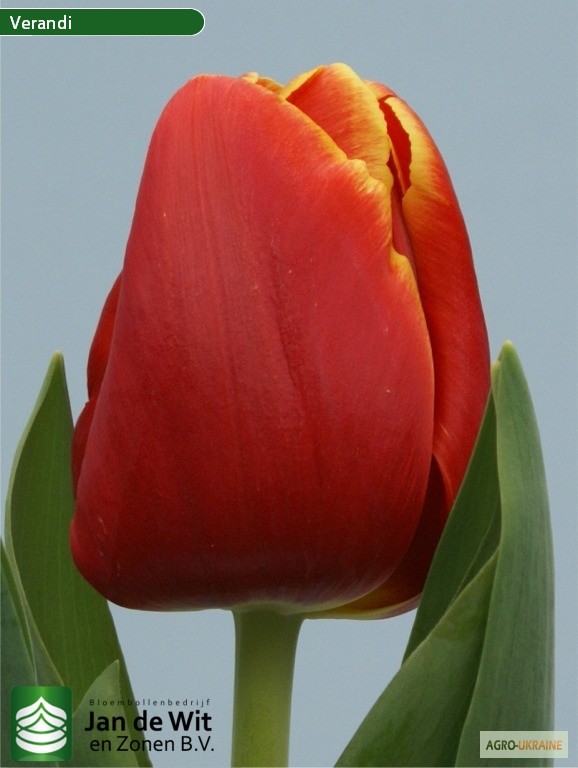 Фото 5. Луковицы тюльпанов из Голландии оптом. Опт от 50 шт