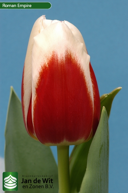 Фото 6. Луковицы тюльпанов из Голландии оптом. Опт от 50 шт