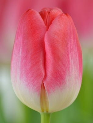 Фото 7. Луковицы тюльпанов из Голландии оптом. Опт от 50 шт