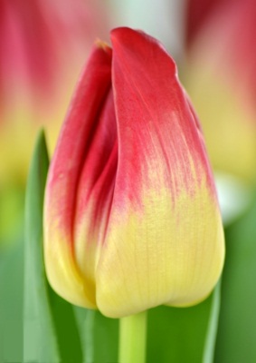 Фото 8. Луковицы тюльпанов из Голландии оптом. Опт от 50 шт