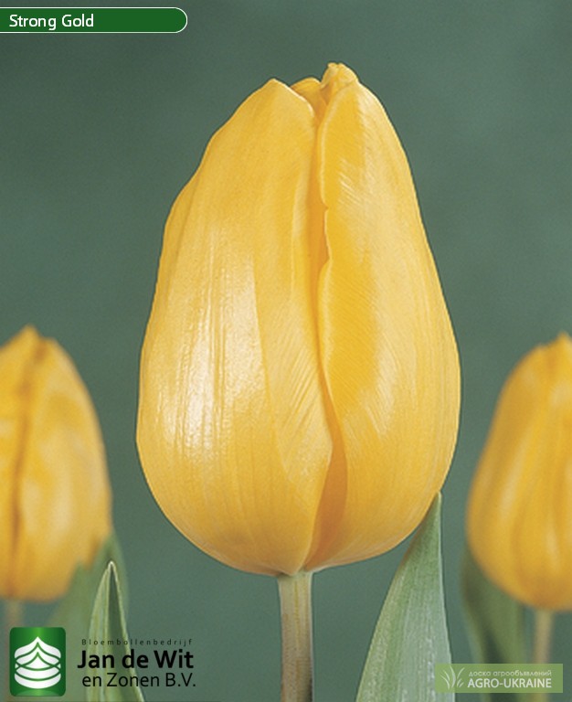 Фото 2. Луковицы тюльпанов из Голландии оптом. Опт от 50 шт