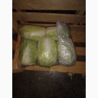 Куплю пекинскую капусту от 20 тонн, по всей Украине наличные
