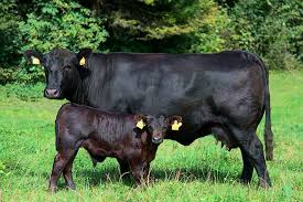 Спермопродукція биків плідників