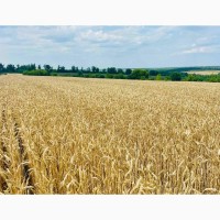 Озима пшениця АСТАРТА (еліта, урожай 2024 року)