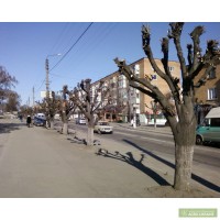 Кронирование порезка деревьев, удаление пней Киев и область