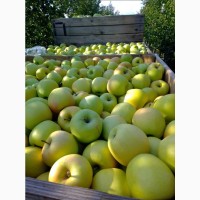 Продам Яблука (фрешовані);