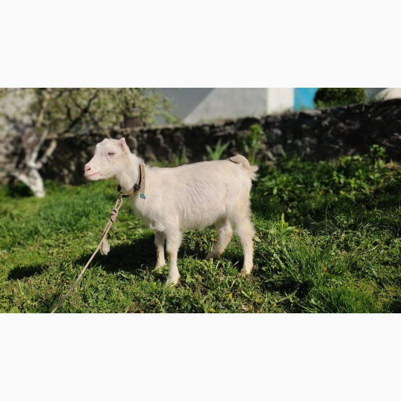 Фото 10. Продам коз породы ламанчи и альпийская