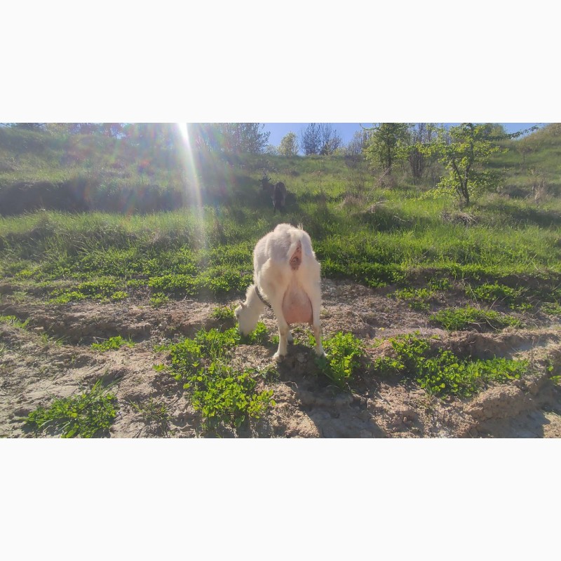 Фото 4. Продам коз породы ламанчи и альпийская