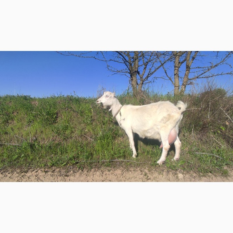 Фото 6. Продам коз породы ламанчи и альпийская