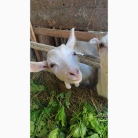 Продам коз породы ламанчи и альпийская