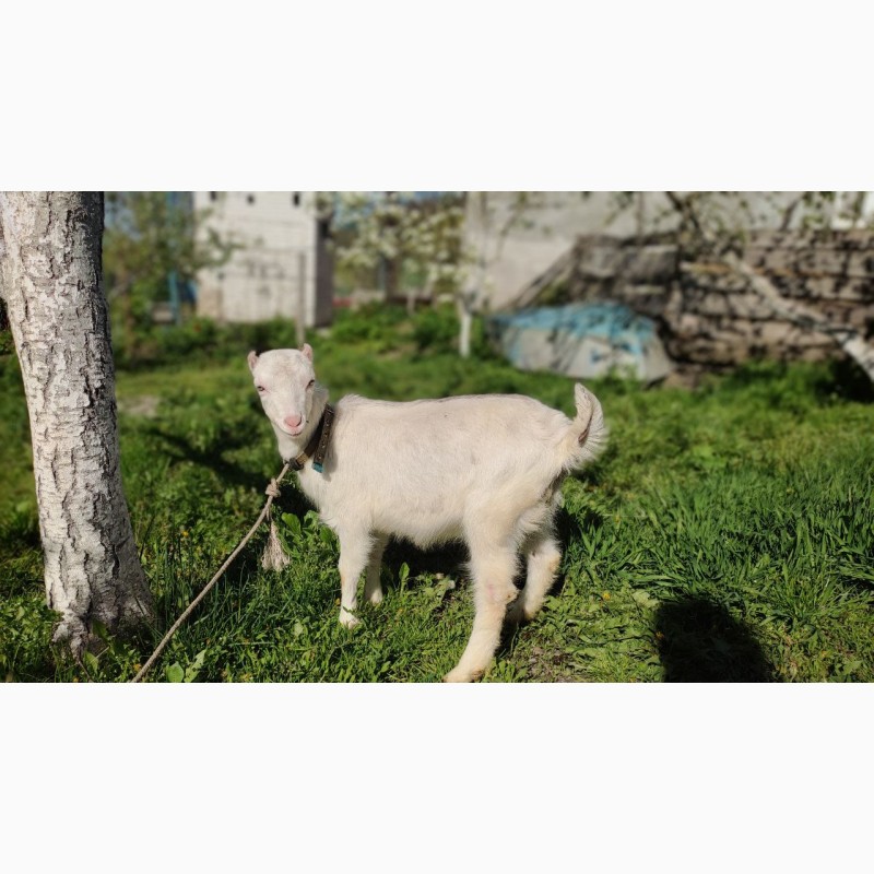 Фото 9. Продам коз породы ламанчи и альпийская