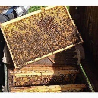 Продам пчелопакеты четыре рамки расплода