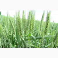 Продам посівний матеріал пшениці Октава Одеська Еліта