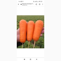Морковь сорт Бульвар