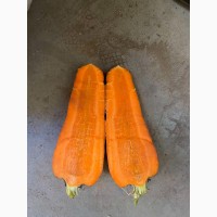 Морковь сорт Бульвар