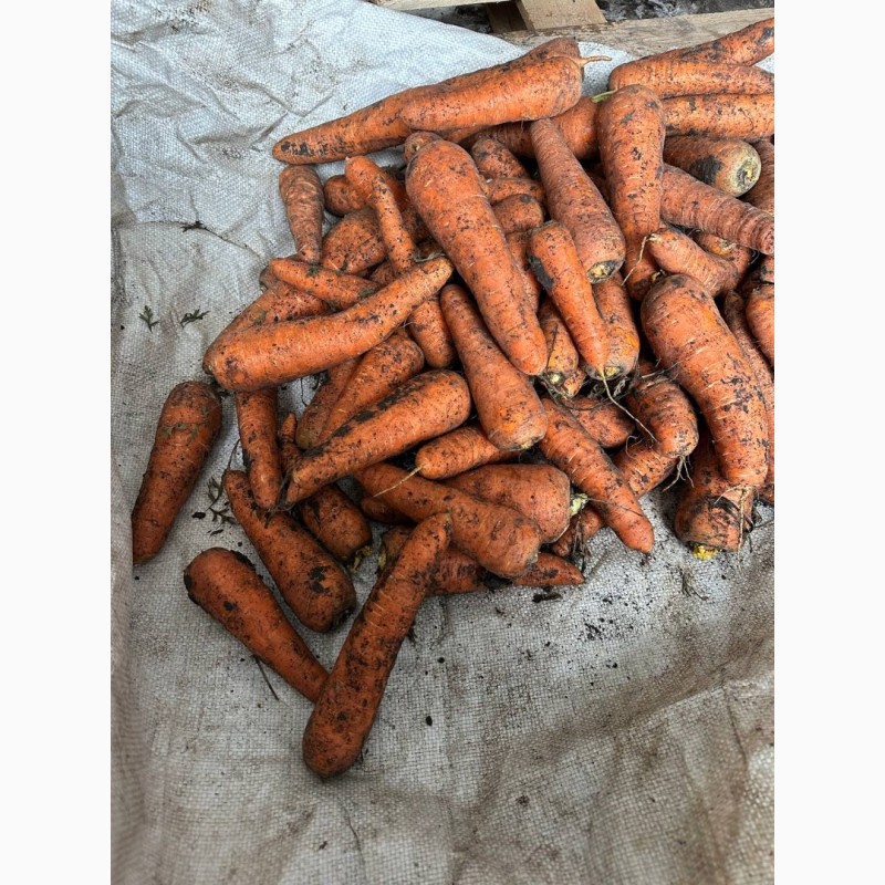 Фото 2. Продам морковь