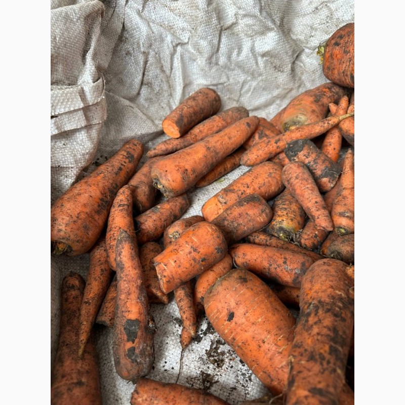 Фото 5. Продам морковь