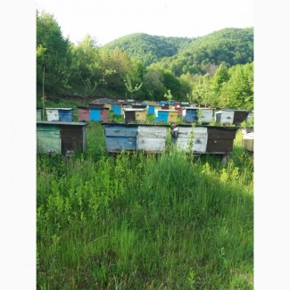 Доставка бджолопакетів із Закарпаття