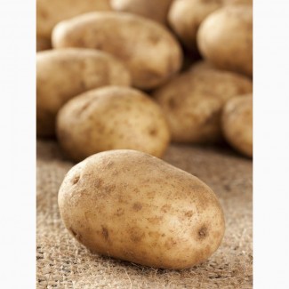 Куплю картоплю оптом від 20 тон по всій Україні