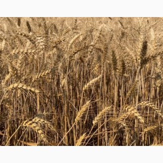 Насіння остистої озимої пшениці Соліндо