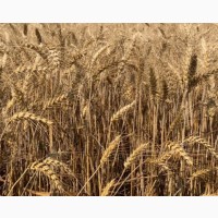 Насіння остистої озимої пшениці Соліндо