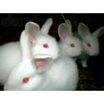 Кролики Новозеландські білі