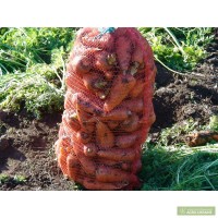 Продам морковь каратель шантане