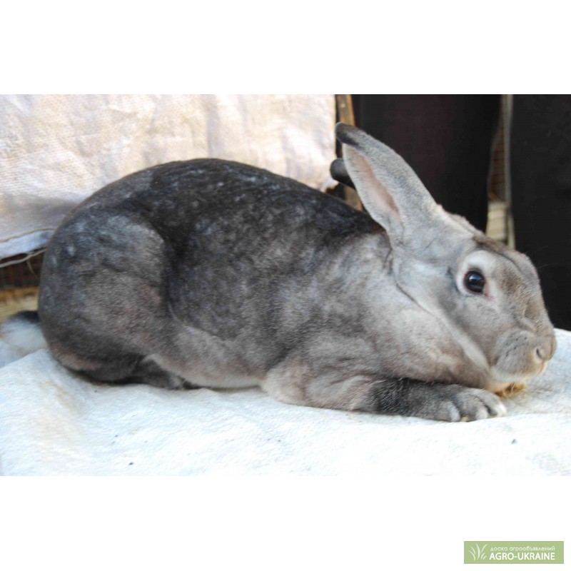 Фото 2. Продам кроликов породы рекс: кастор, шиншила, черный, строкач