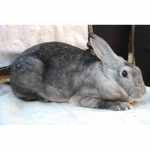 Продам кроликов породы рекс: кастор, шиншила, черный, строкач