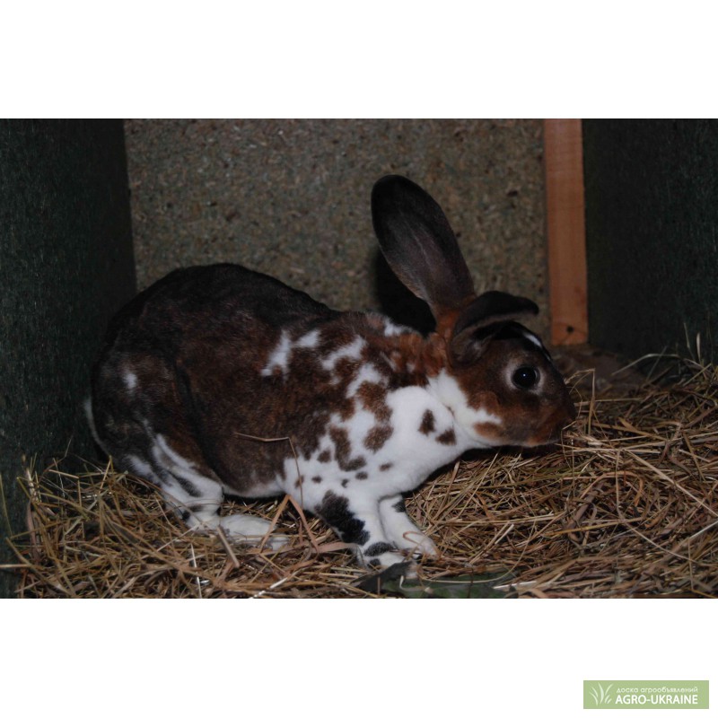 Фото 3. Продам кроликов породы рекс: кастор, шиншила, черный, строкач