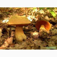 Мицелий грибов: Дубовик оливково-бурый (поддубник, поддубовик, синяк), Чесночник