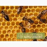 Продам 100 пчелиных семей с ульями (1200 грн)
