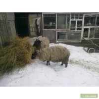 Продам 2 овечки романовской породы