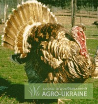 Фото 2. ТОВ «Мулард Україна» реалізує бройлерну птицю з Франції різних порід.