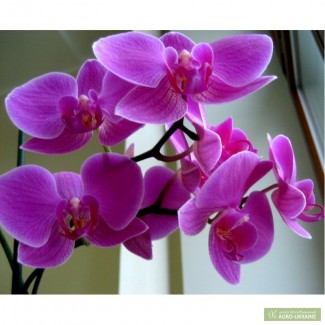Продам орхидеи разных цветов в горшке 3 ветки до 15 цветков (бутонов) цена 180 грн.