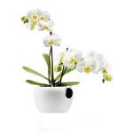 Продам орхидеи разных цветов в горшке 3 ветки до 15 цветков (бутонов) цена 180 грн.