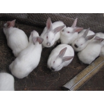 Продам кроликов породы фландр,калифорнийской,рек с.