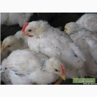 Продам підрощених курчат Адлер серебристий