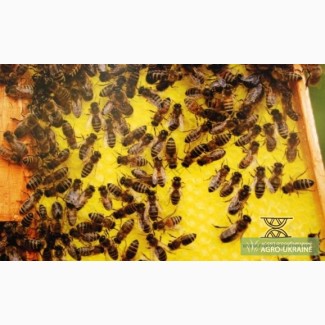 Продам бджолопакети у великій кількості з власної пасіки