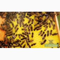 Продам бджолопакети у великій кількості з власної пасіки