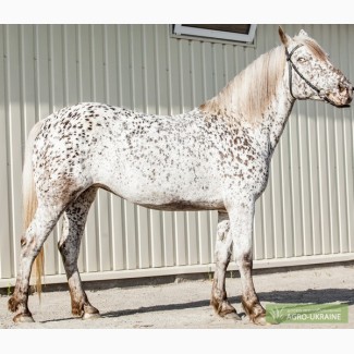 Породистая лошадь SOGNADOR, кватерхорс (четвертьмильная лошадь), кобыла