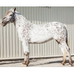Породистая лошадь SOGNADOR, кватерхорс (четвертьмильная лошадь), кобыла