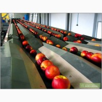 Сортировочная линия для фруктов и овощей AWETA
